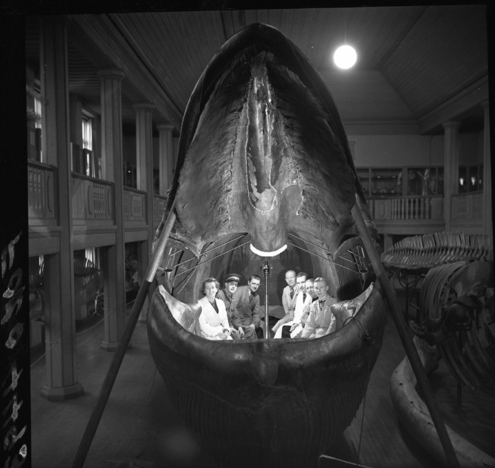 People sitting inside a whale looking out